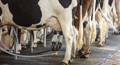 Enerji ve süt yağı için