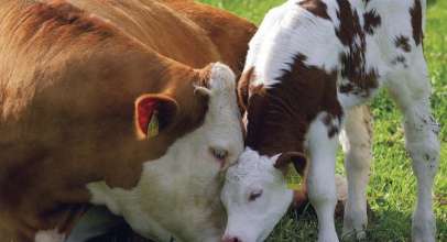 Ruminantlarda probiyotik olarak maya kullanımı