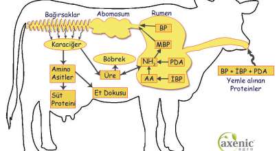 Ruminantlarda protein ve soya